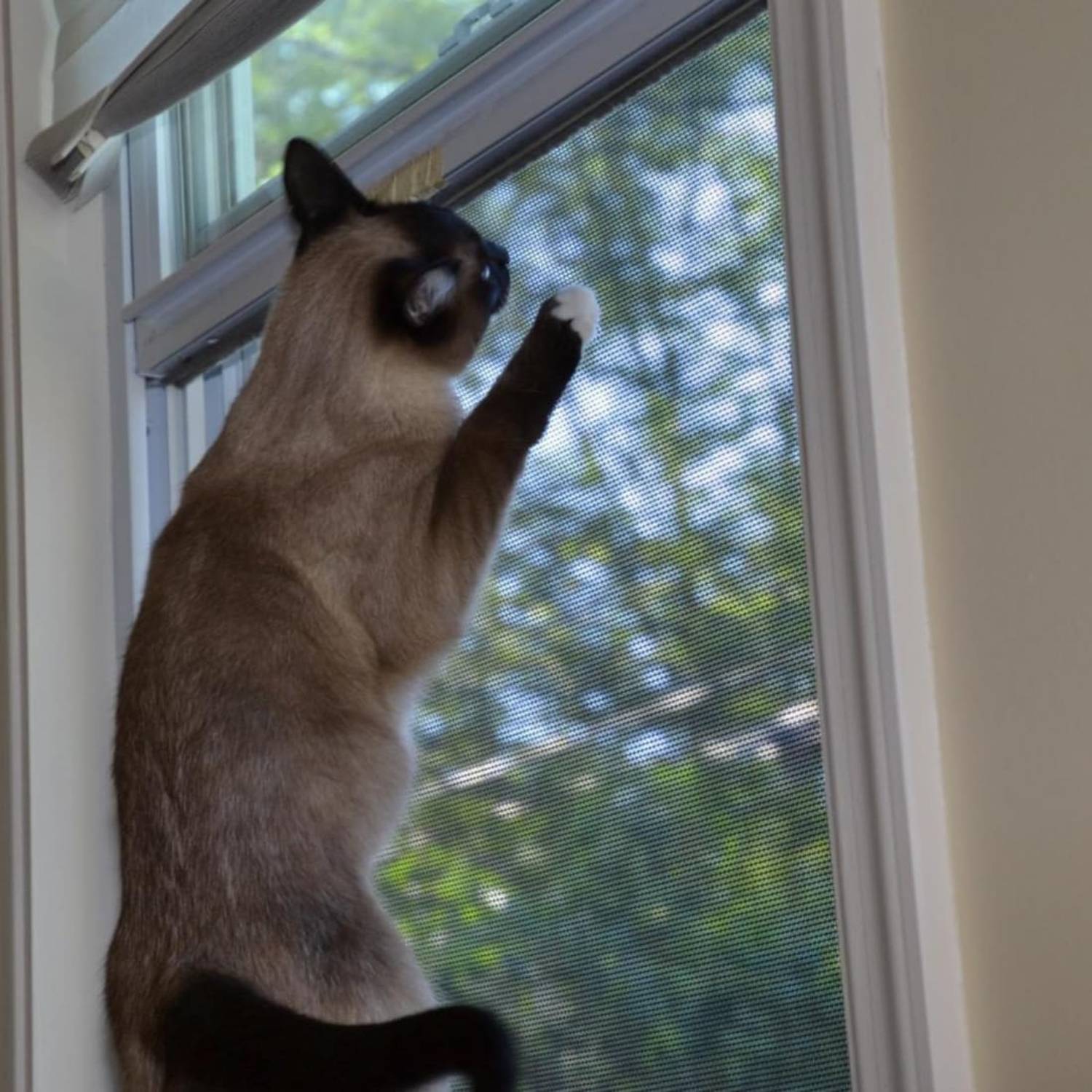 Cat Window Screen - Black Edge, 1000mm x 1000mm / 39" x 39"